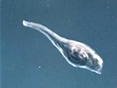 LARVE FOETUS DE FACEHUGGER