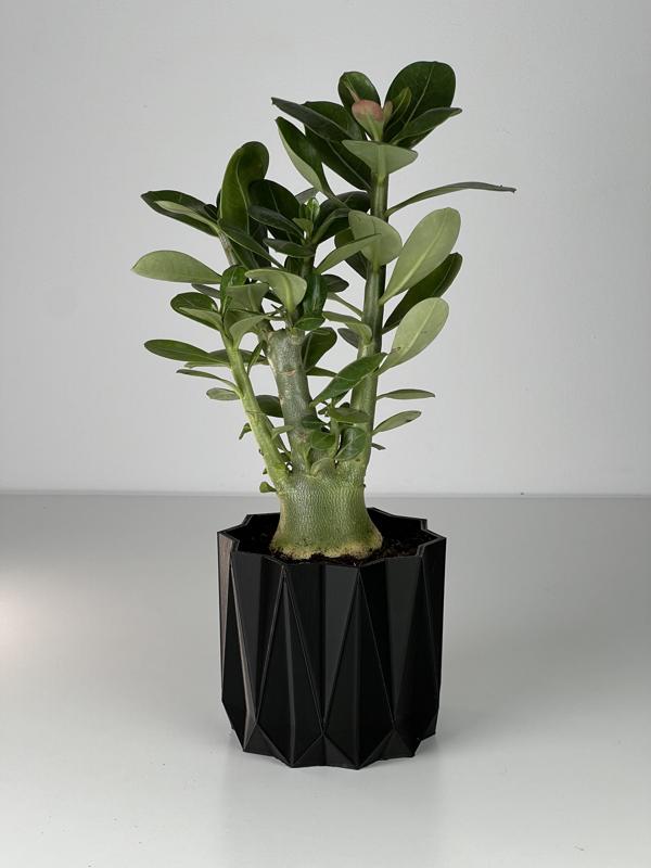 GEOMETRIC MINIMALISTIC PLANTER