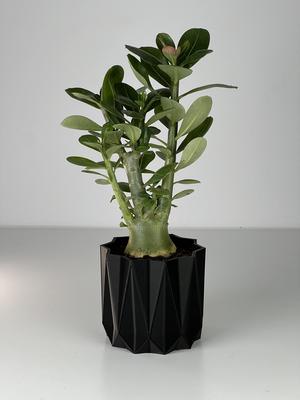 GEOMETRIC MINIMALISTIC PLANTER