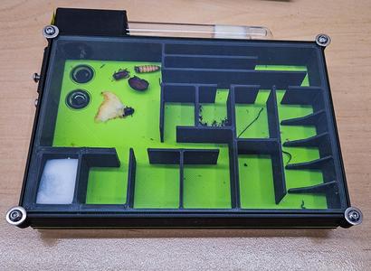 Formicarium - Ant Colony