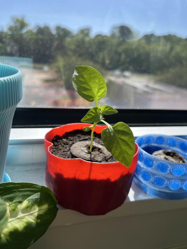 Bell Pepper Pot - Vase Mode