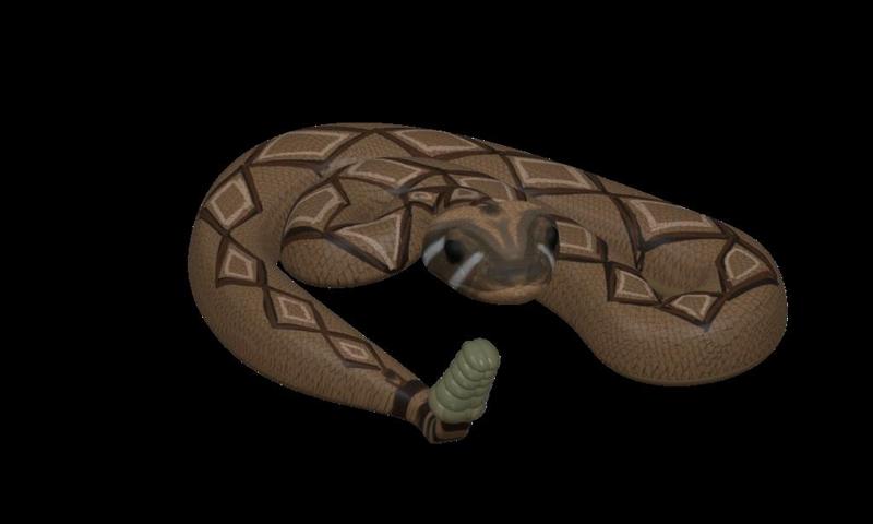 Western Diamondback Rattlesnake 