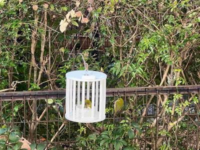 Small Bird (White-eye) Feeder