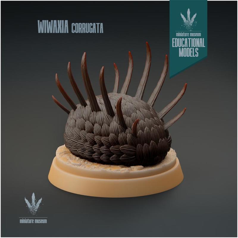 Wiwaxia corrugata : Armoured Slug-like Organism