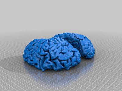 Human Brain Model (PLA Prusa MK3S)