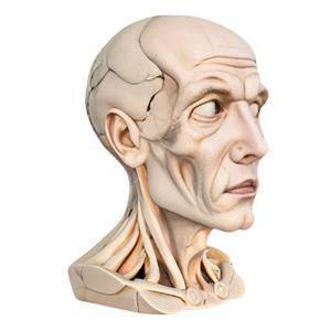 Detailed Anatomical Head Sculpture