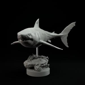 Carcharocles chubutensis 1-35 scale pre-supported prehistoric shark