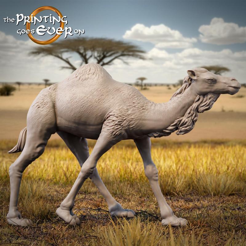 Dromedary Camel - Presupported