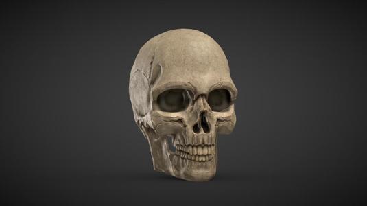 Human Skull