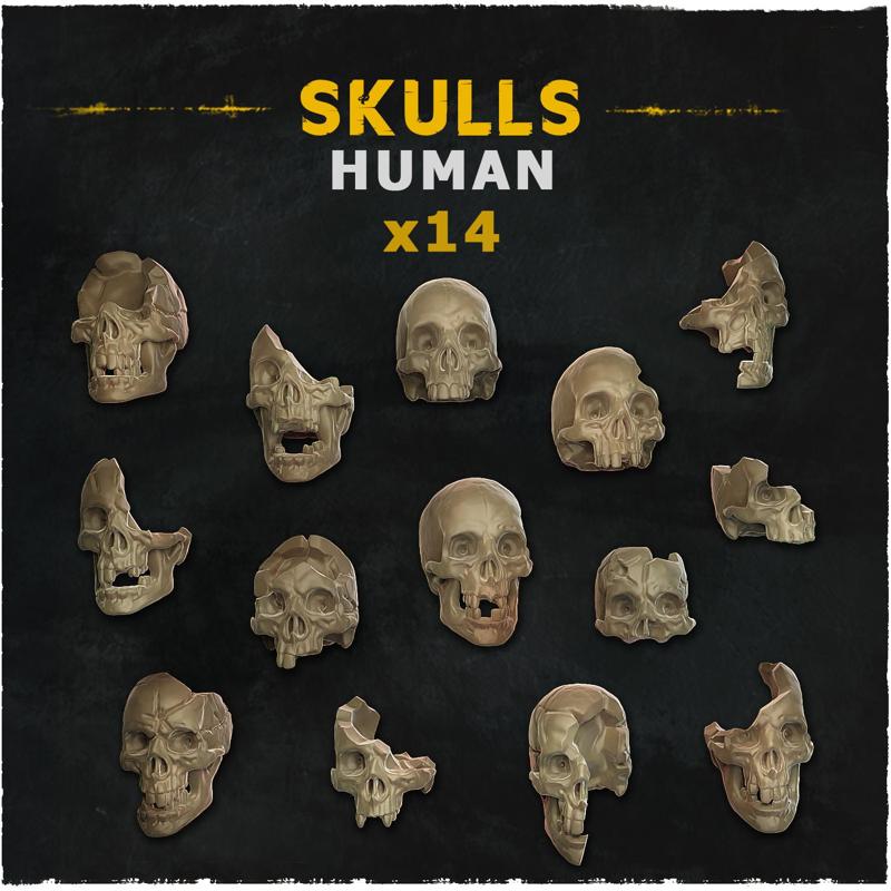 Human Skulls