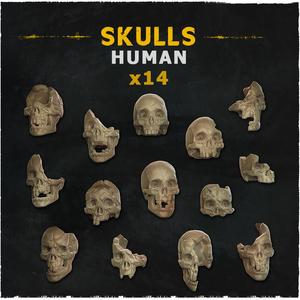 Human Skulls