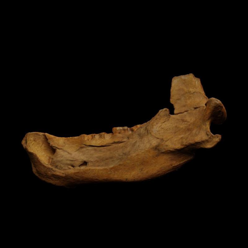Jaw of a cave bear (5895)