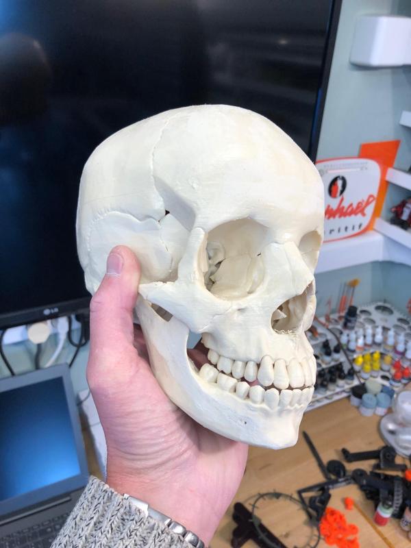 Human skull, anatomically correct