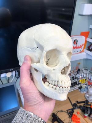 Human skull, anatomically correct