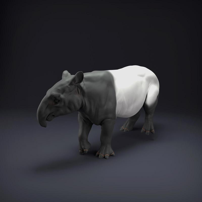 Malayan Tapir