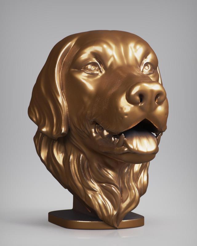 Golden retriever Head