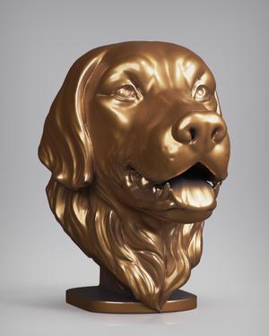 Golden retriever Head