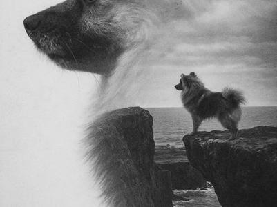 hueforge dog by the sea pomeranian