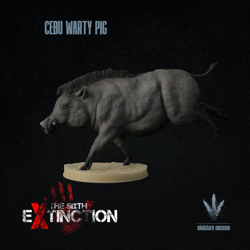 Cebu warty pig : Running