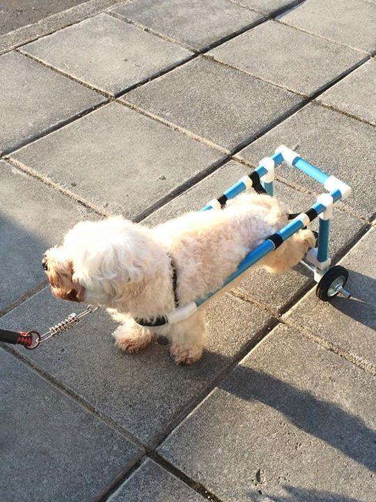 dog wheelchair