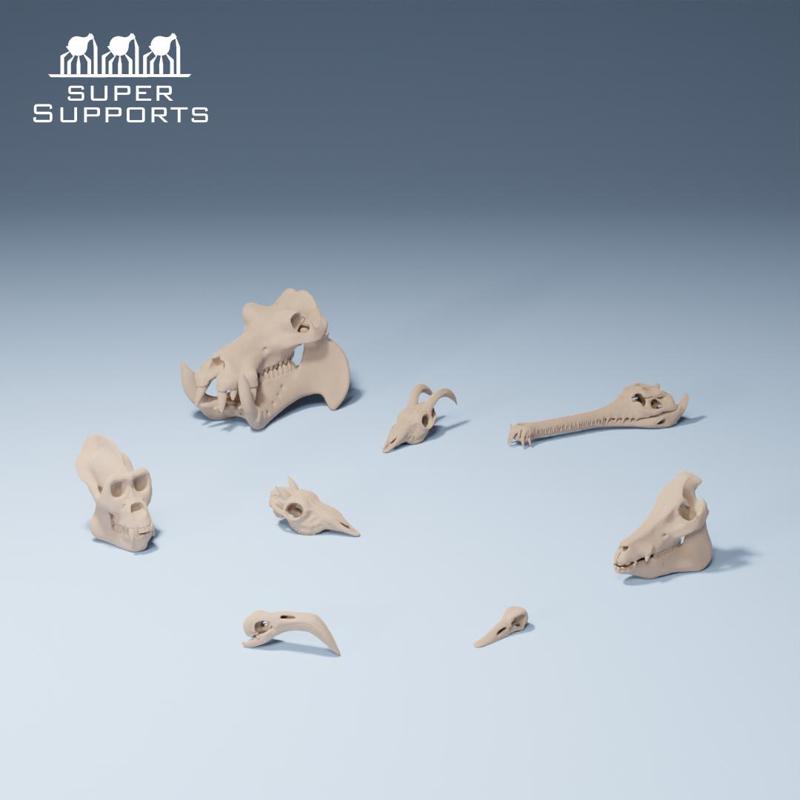 Animal skulls group 5-6