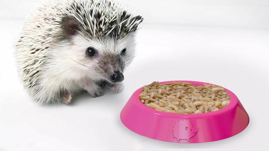Plato para comida Erizo  Hamster  Cobayos  Chinchilla  Jerbo