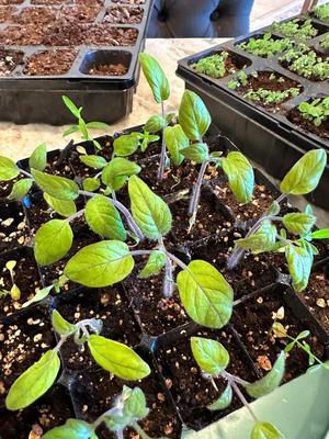 Seed Trays and Pots - Minimal Filament