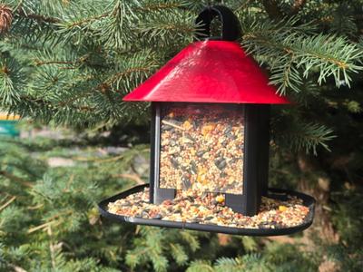 Bird Feeder