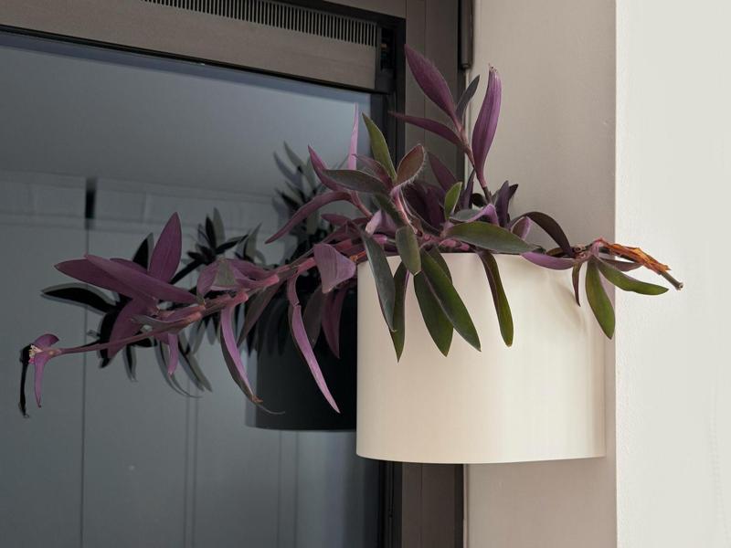 Wall Mount Planter