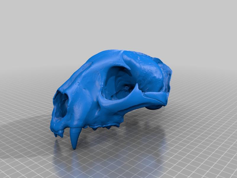 Onça Parda - Crânio e Mandibula