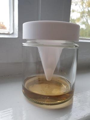 Fruit fly trap for honey jar
