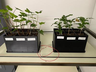 Plants electricity generator