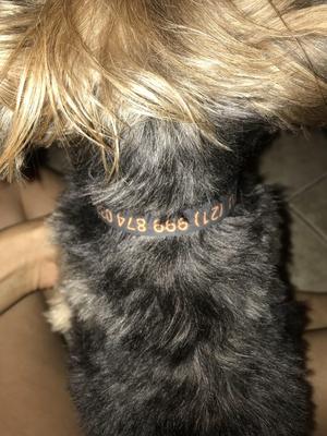 Dog Colar With printed tag