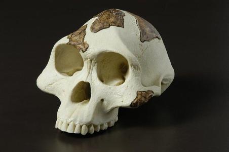 Australopithecus skull