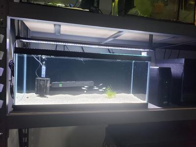 NICREW ClassicLED G2 shelf mount