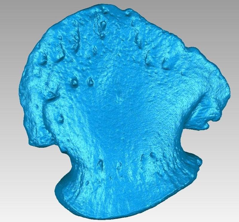 Hadrosaurus dinosaur claw