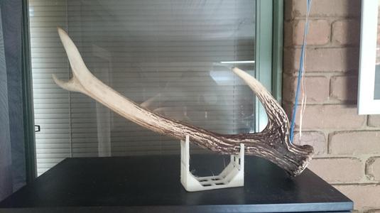 Deer Antler display stand