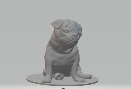 Pug dog