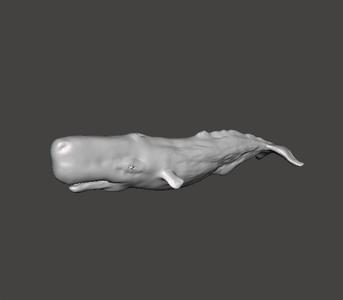 SPERM WHALE CACHALOT REALISTIC FIGURE MODEL ANIMAL WILDLIFE
