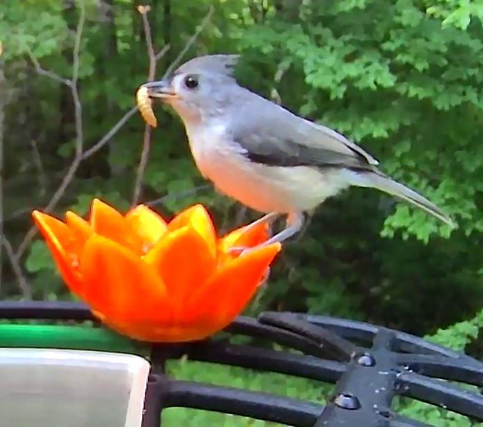 Lotus Bird Feeder Bowl for Birdfy Pro