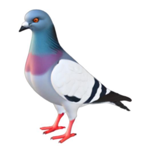 Charming Pigeon
