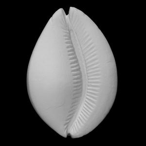 Carved shell