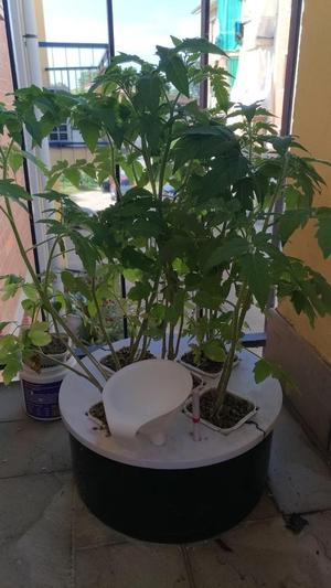 DIY Hydroponic System with can
