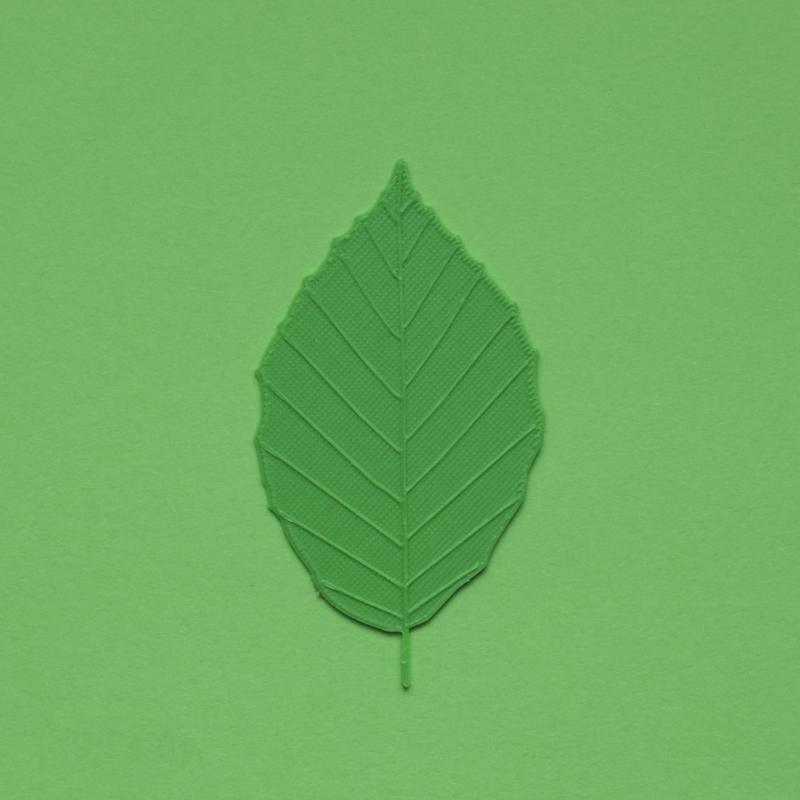 Beech tree leaf