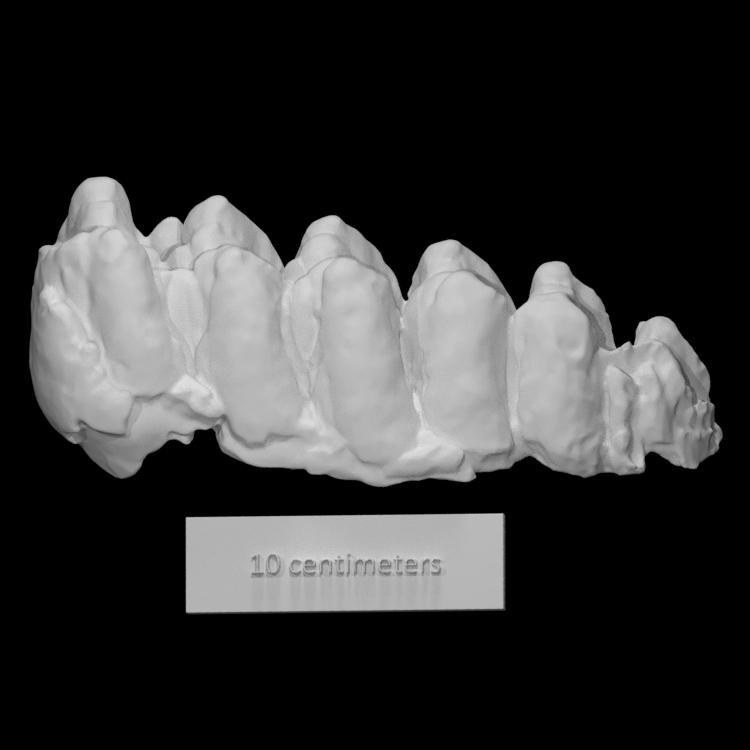 Stegomastodon Molar
