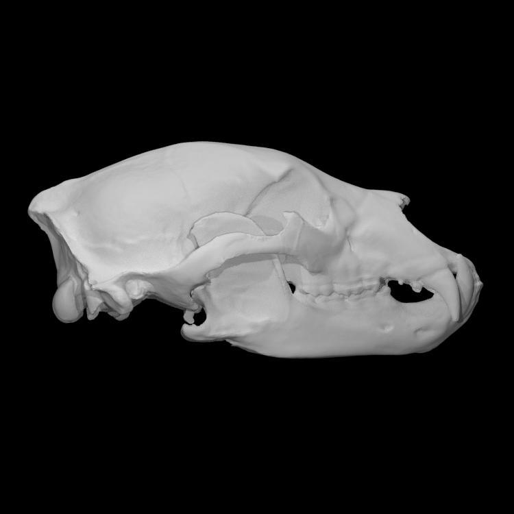 American Black Bear specimen 01 : adult female