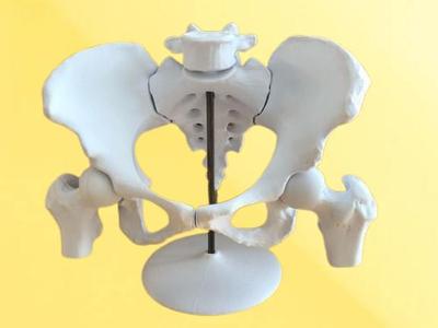Female Pelvis Educational Anatomical Model