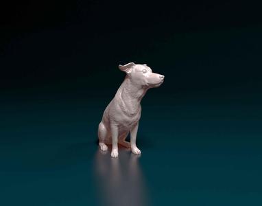 Jack Russell terrier