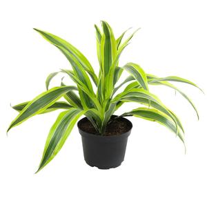 Happy Planter