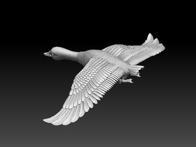 bird